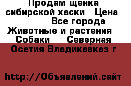 Продам щенка сибирской хаски › Цена ­ 8 000 - Все города Животные и растения » Собаки   . Северная Осетия,Владикавказ г.
